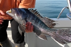 Gorgeous-Black-Sea-Bass